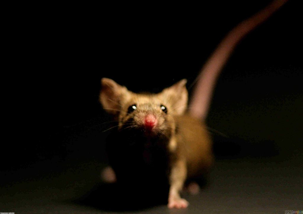 Ratones en Madrid