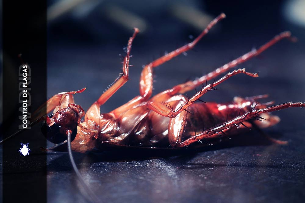 Como matar Cucarachas Control de Plagas Madrid